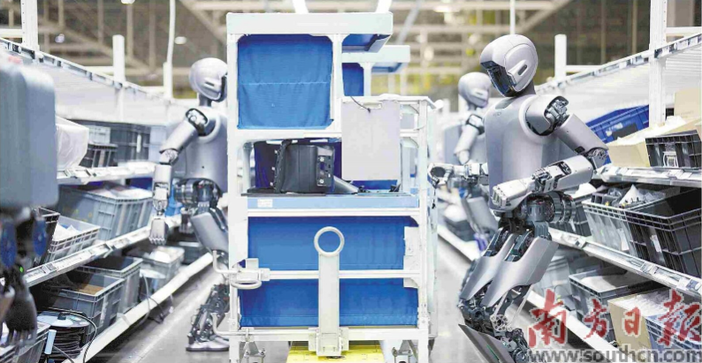 優(yōu)必選工業(yè)人形機器人在工廠開展協(xié)同實訓(xùn)。 南方日報記者 朱洪波 通訊員 羅艷 攝